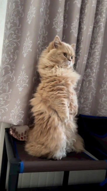 立つ猫