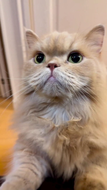 キャベツ欲しいネコ