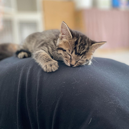 1匹子猫顔アップ