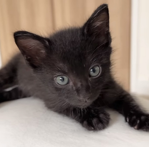 黒い子猫