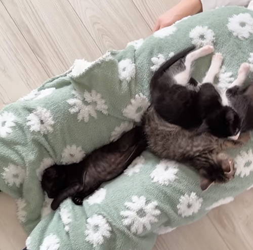 足の間にも子猫