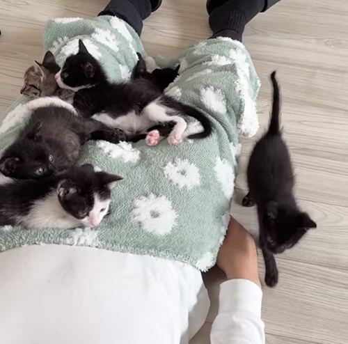 動画2本目動画冒頭