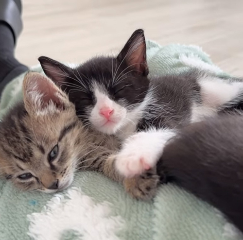 うとうとする2匹の子猫