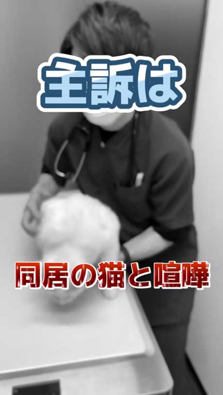 同居猫とケンカしたテロップ