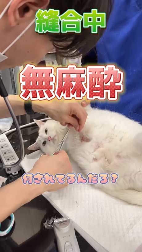 ずっとおとなしい白猫