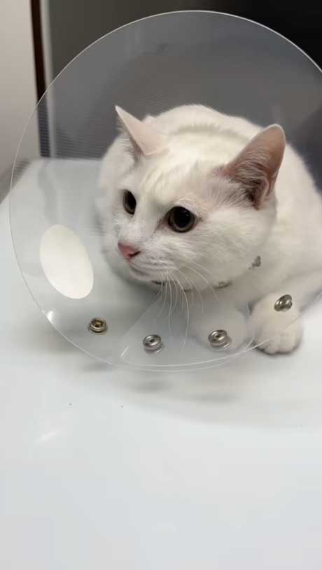 エリザベスカラー装着猫