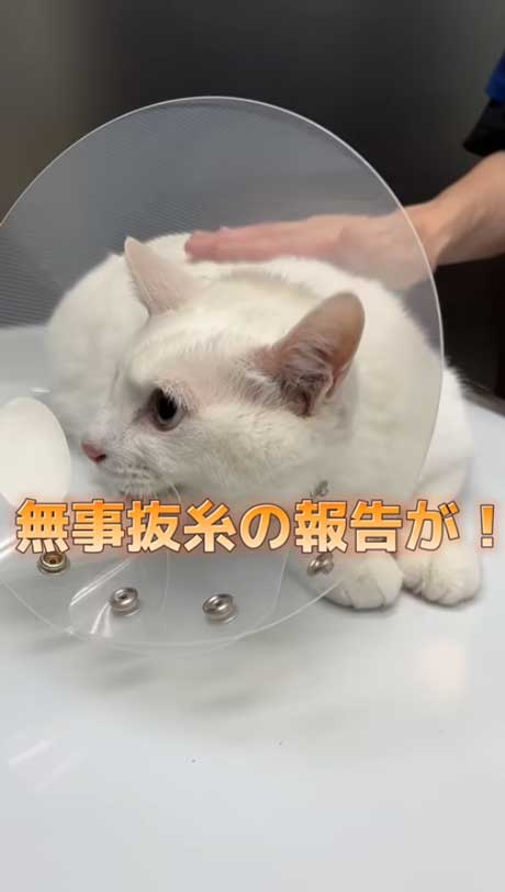 治療が終わった白猫