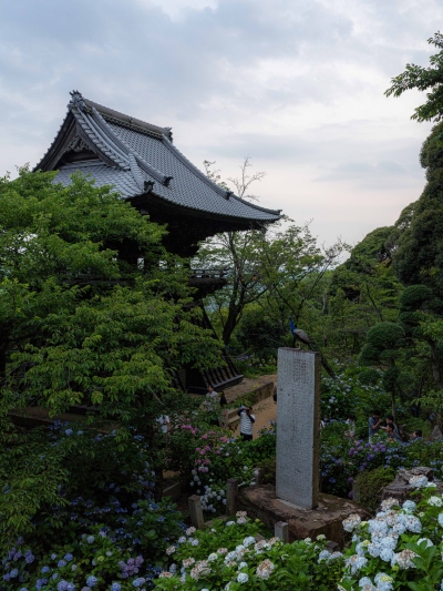 空飛ぶクジャク