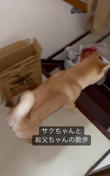 靴を準備してくれる柴犬