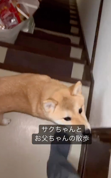 靴を準備してくれる柴犬