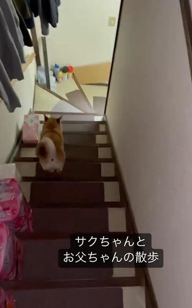 靴を準備してくれる柴犬