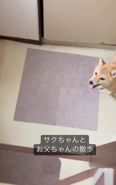 靴を準備してくれる柴犬
