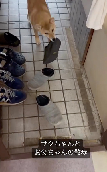 靴を準備してくれる柴犬