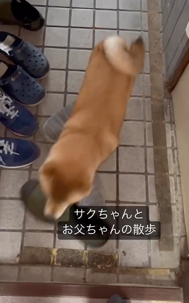 靴を準備してくれる柴犬