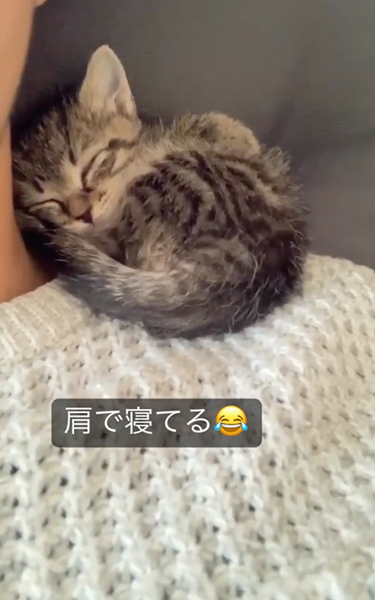 肩の上で寝る子猫