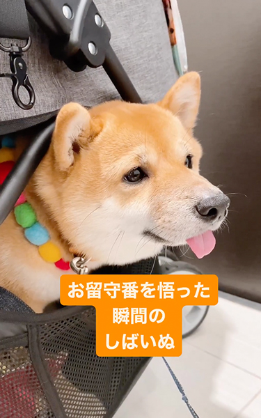 留守番を悟った柴犬