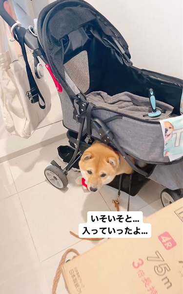 留守番を悟った柴犬