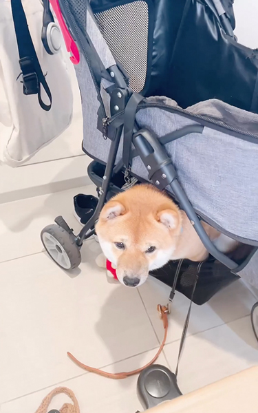 留守番を悟った柴犬