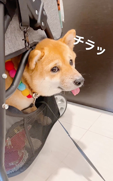 留守番を悟った柴犬