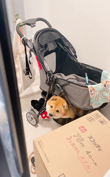 留守番を悟った柴犬