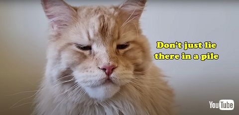 猫が子猫にレクチャー