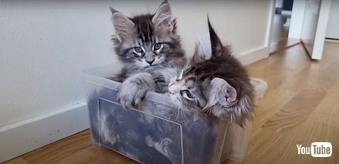 猫が子猫にレクチャー