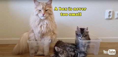 猫が子猫にレクチャー