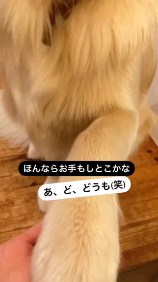犬の手