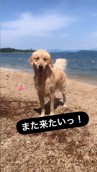 ぬれた犬