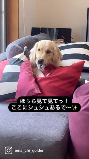 シュシュをくわえる犬