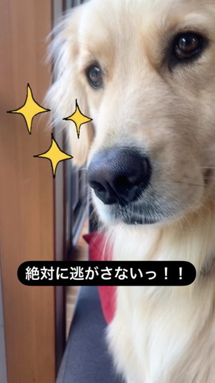 ハトを見る犬
