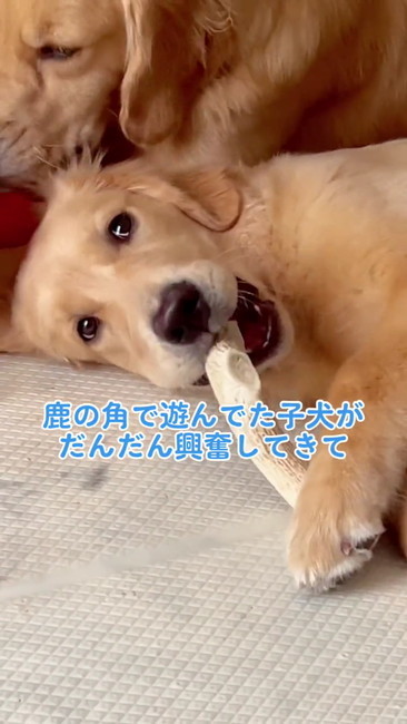 鹿の角で遊んでいた子犬