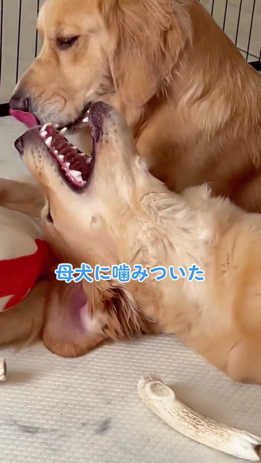 かみついた子犬