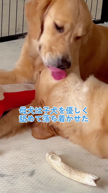 なめる母犬