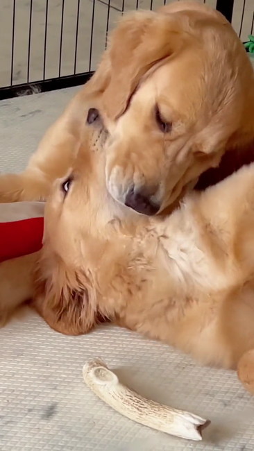 まだかんでる子犬