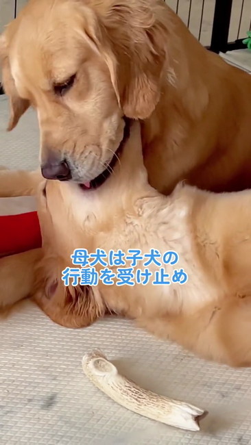 かんだままの子犬