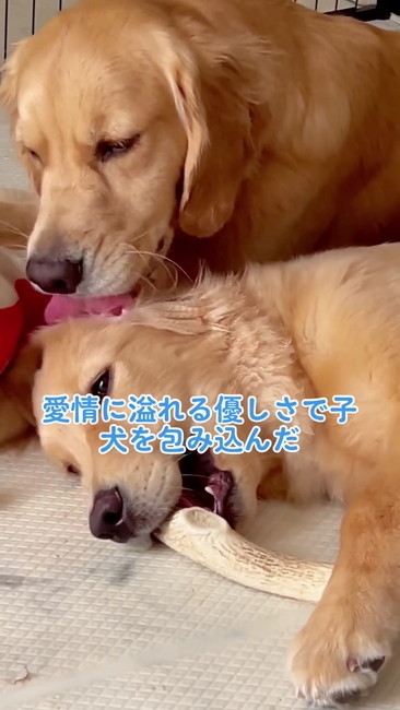 愛情あふれる母犬