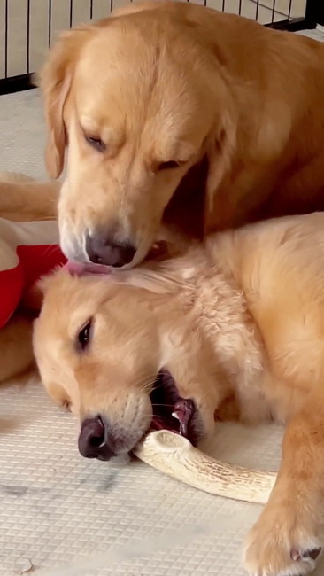 穏やかな顔の2匹