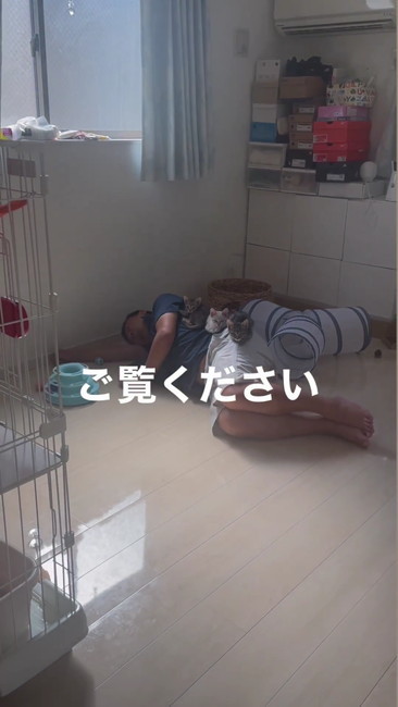 3匹猫