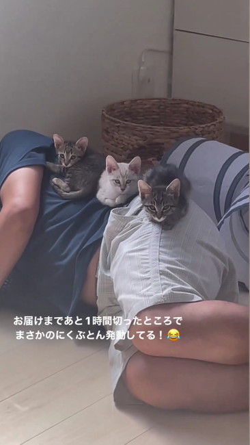保護猫