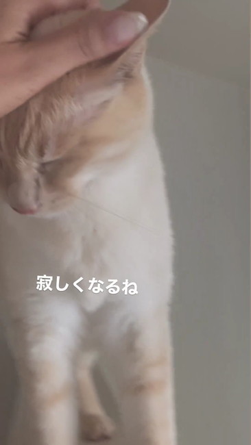 さみしくなるね