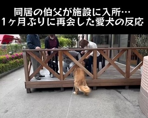 同居していた伯父さんに会いに行く大型犬