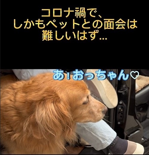 同居していた伯父さんに会いに行く大型犬