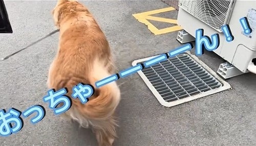 同居していた伯父さんに会いに行く大型犬