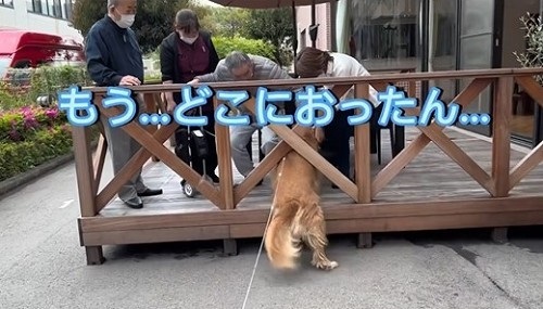 同居していた伯父さんに会いに行く大型犬
