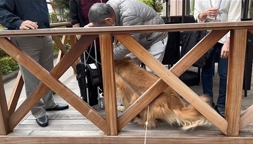 同居していた伯父さんに会いに行く大型犬