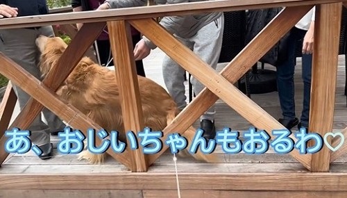 同居していた伯父さんに会いに行く大型犬