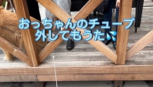 同居していた伯父さんに会いに行く大型犬