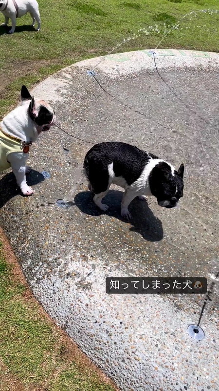 知ってしまった犬