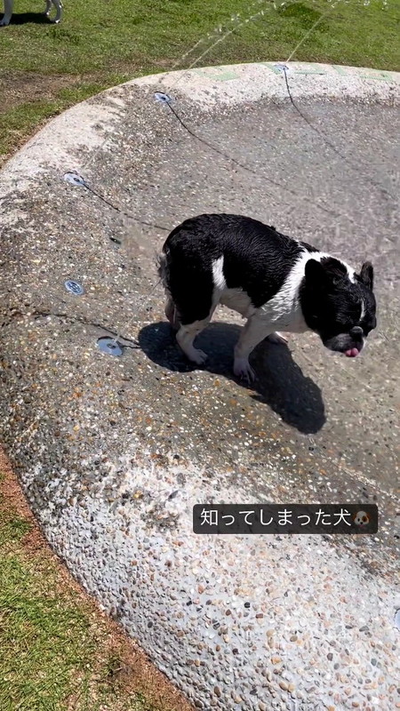 動かない犬